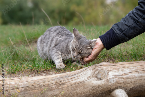 A stray cat on the street.A man pats the head of a street striped cat.Survival of stray cats on the street. photo