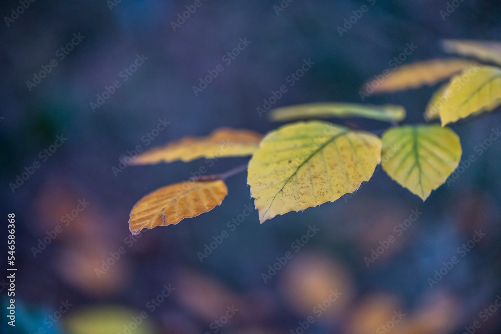 gelbe Herbstblätter an einem Ast
