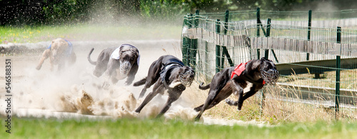 Fotografie Picture of 4 very fast greyhounds racing dogs in Chatillon la palud, France