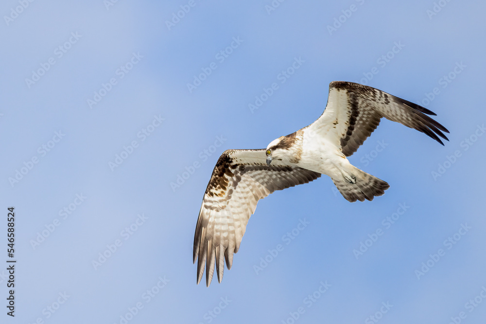 Osprey