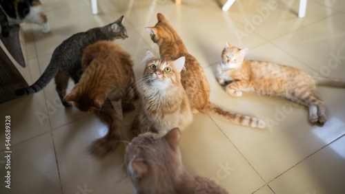 Canvas Print A group of cats in a cat cafe. Charity space.