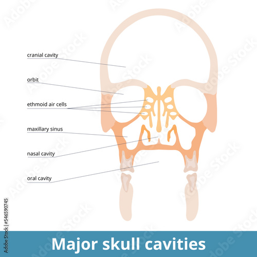Major skull cavities. Prominent skull cavities, a frontal section including cranial, nasal, and oral (buccal) cavity and ethmoid air cells. Orbits and maxillary sinus. Mouth and eye sockets.