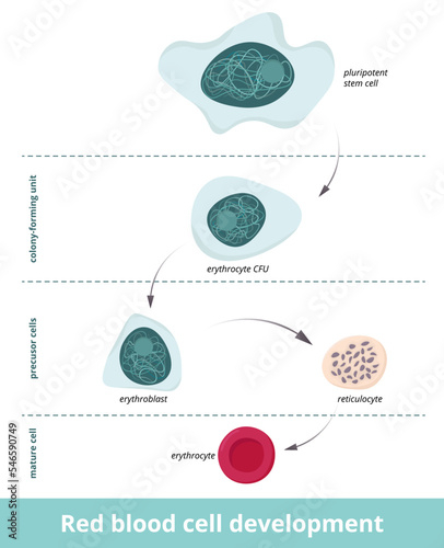Red blood cell development. Erythropoiesis. Erythrocyte development from pluripotent cell through the colony-forming unit and precursor cells stage to mature cell. Erythroblast and reticulocyte. photo