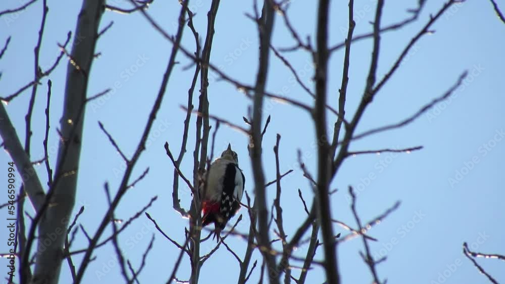 A woodpecker (Piciformes) sits on a thin twig resting against the sky and flies away. The life of wild birds in the wild. Video. A woodpecker (Piciformes) sits on a thin twig resting against the sky and flies away. The life of wild birds in the wild. Video.