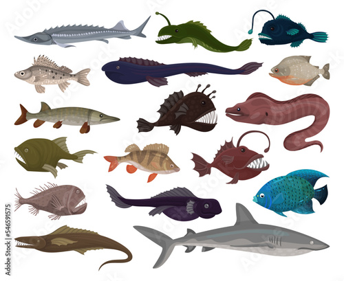 Sea fish set. Marketable saltwater fishes, salmon, sea bass, sterlet, seabass, seabass, etc cartoon vector