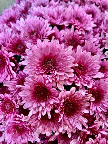 pink chrysanthemum flowers © Elisa
