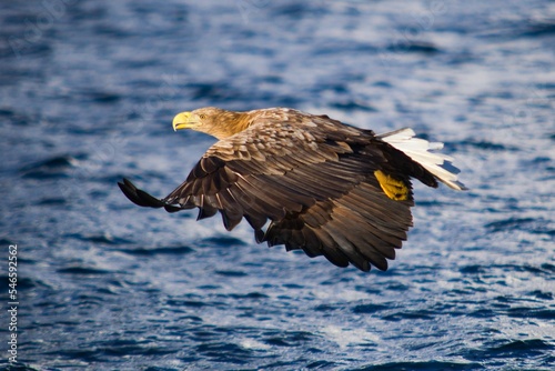Closeup of a sea eagle flying above the water on a sunny day in Lofoten, Norway