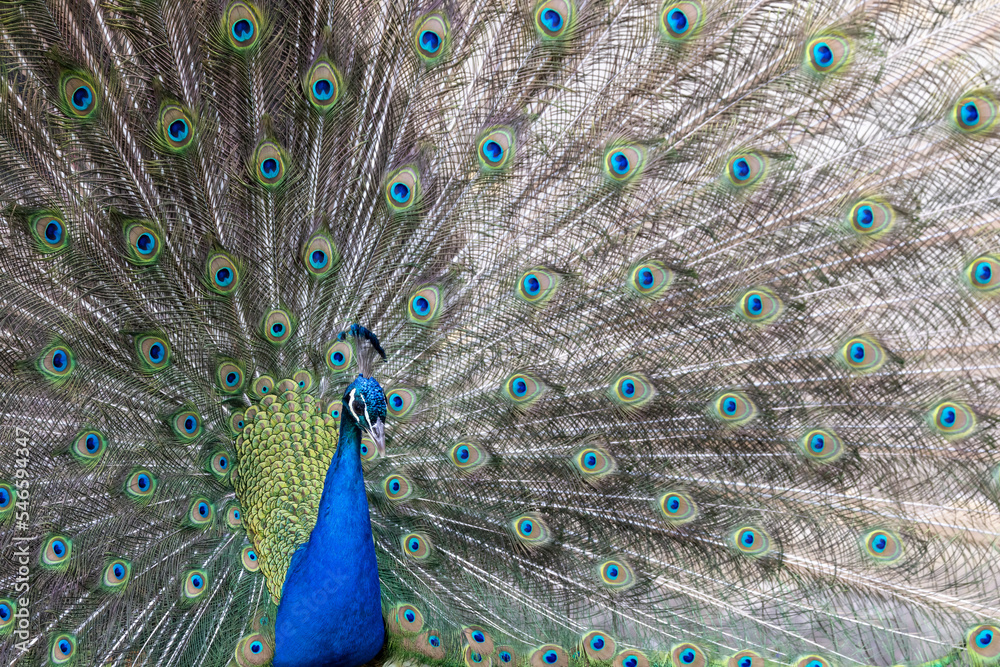 Obraz premium Closeup Image of a peacock dancing with its open feathers