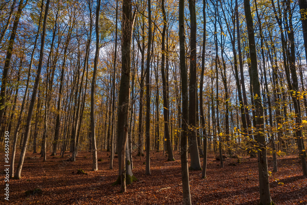 Beech forest in autumn in Taunus/Germany on a sunny day Beech forest in autumn in Taunus/Germany on a sunny day