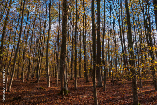 Beech forest in autumn in Taunus/Germany on a sunny day