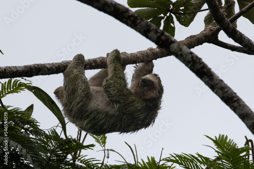 sloth © David