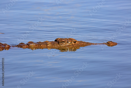 Krokodil photo