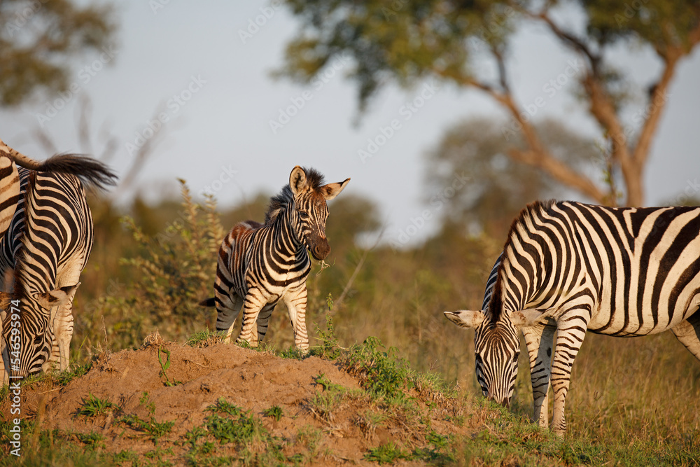 Obraz premium Zebra Baby