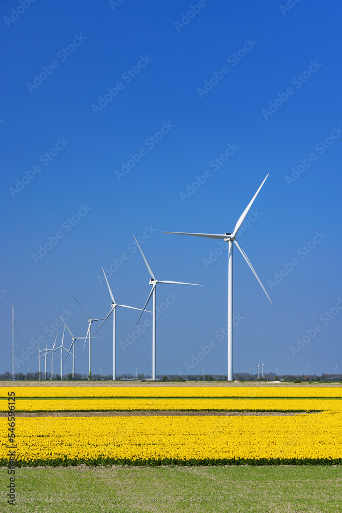 wind turbines with yellow tulip field in Northern Holland, Netherlands