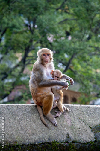 Female and infant rhesus monkey siting on the edge of a wall with trees for background, Pashupatinath Temple, Kathmandu, Nepal