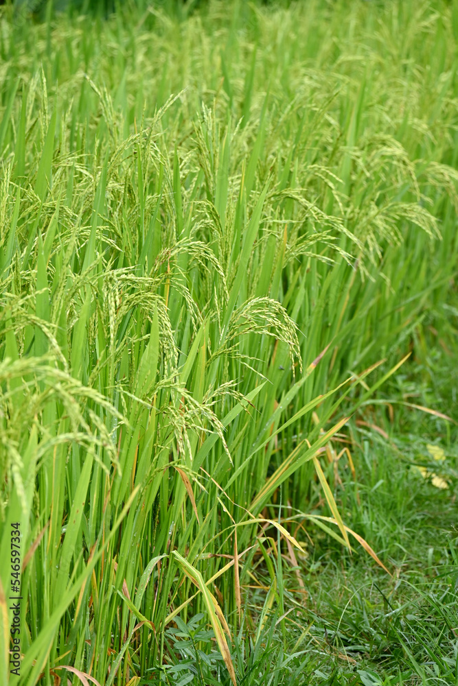 closeup the bunch ripe yellow green paddy plant growing with grain in the farm soft focus natural green yellow background. closeup the bunch ripe yellow green paddy plant growing with grain in the farm soft focus natural green yellow background.