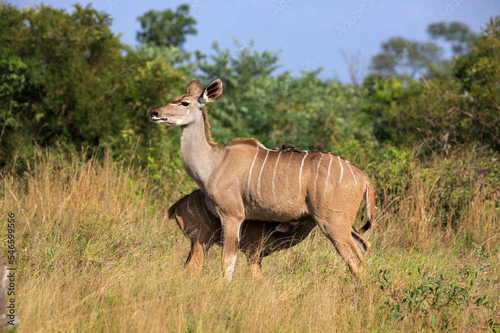 Kudus Kudus