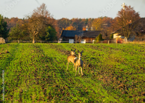 Fototapeta Naklejka Na Ścianę i Meble -  zwierzęta 