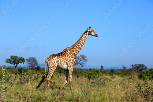 Giraffe © Andreas Edelmann