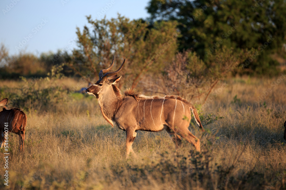 Fototapeta premium Kudu Bock