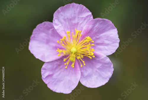 Macro of a beautiful flower