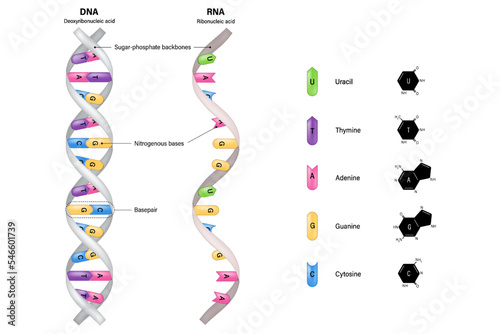 DNA and RNA structure. Deoxyribonucleic acid and Ribonucleic acid. Thymine, Adenine, Cytosine, Guanine and Uracil.