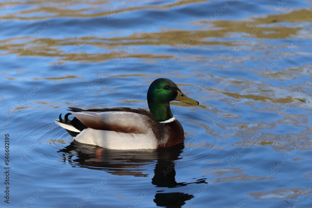 Buoyant Mallards & Mandarin Ducks Buoyant Mallards & Mandarin Ducks