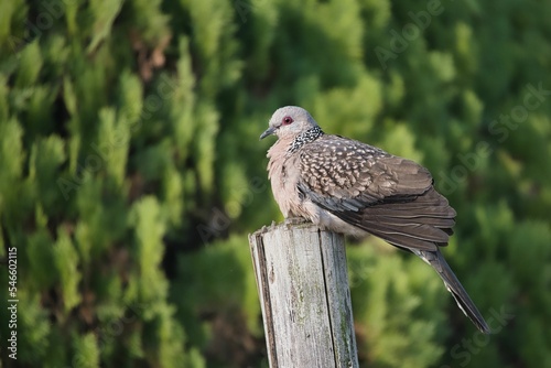 Shallow focus shot of a Scaled Dove bird perched on a wooden post photo