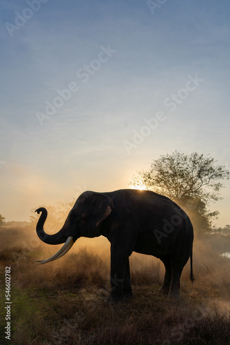 Vertical portrait of Thai elephant in the mist