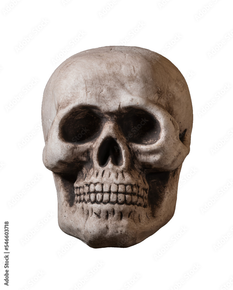 Fototapeta premium Isolated skull against white background