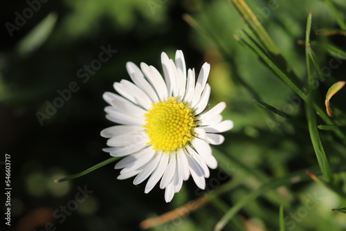 white daisy flower