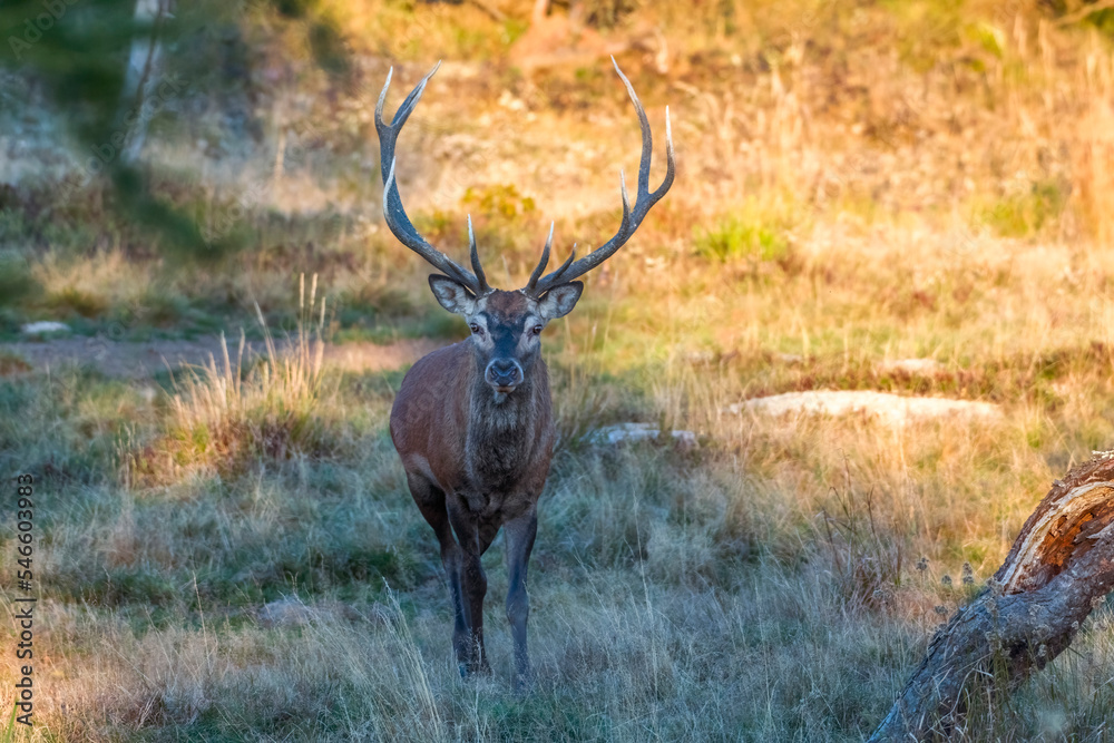 Red deer stag (Cervus elaphus) walking towards camera in an alpine meadow at dawn, Piedmont Alps, Italy.