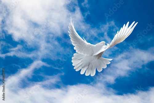 Fototapeta Naklejka Na Ścianę i Meble -  White Dove in the air with wings wide open in-front of the sky