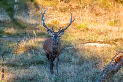 Obraz na płótnie Red deer stag (Cervus elaphus) walking towards camera in an alpine meadow at dawn, Piedmont Alps, Italy. w salonie