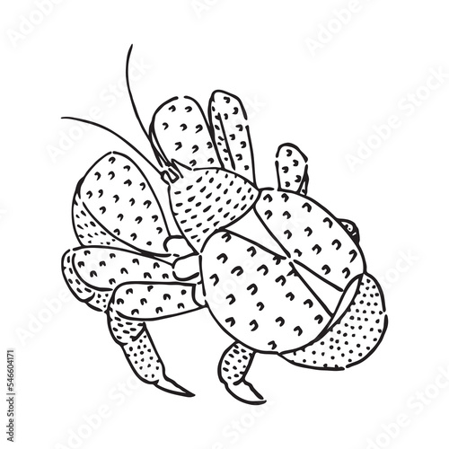 the back of the coconut crab hand drawn vector