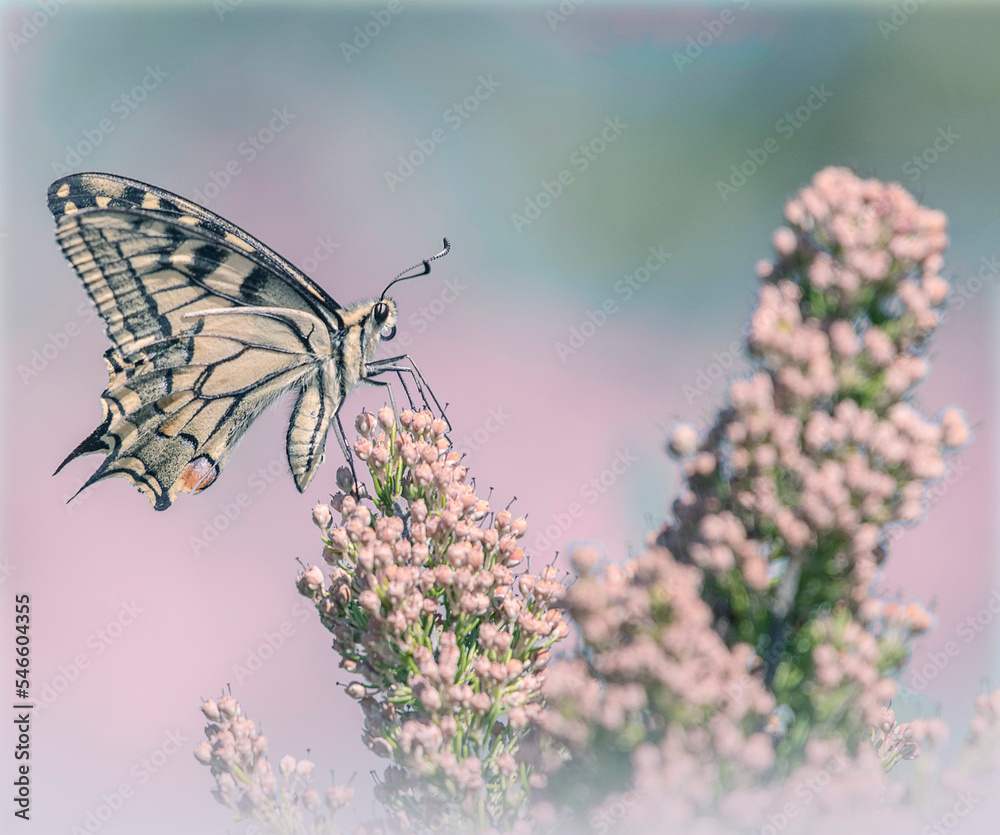 Swallowtail butterfly feeding on a cluster of pink little flowers against soft bokeh. LIGURY, Italy.