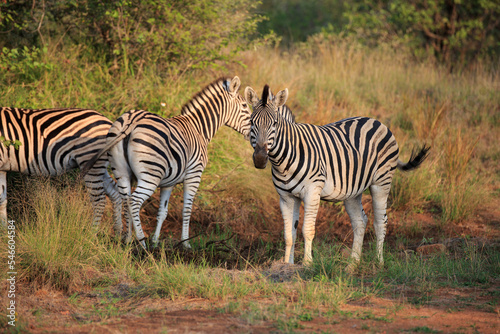 Zebraherde