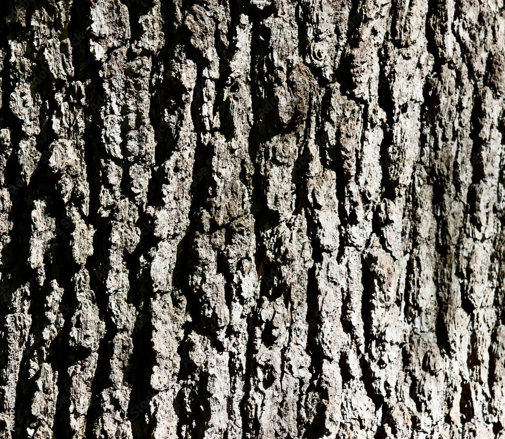 A close view of the tree bark. A close view of the tree bark.