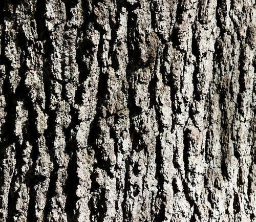 A close view of the tree bark.