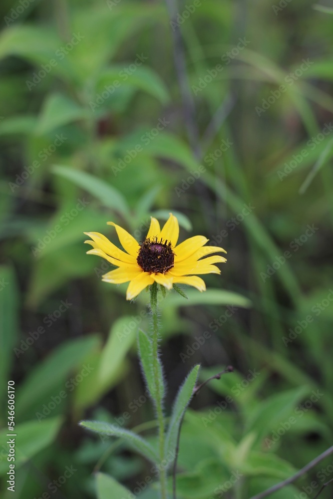 Bright yellow coneflower growing in the wild flower meadow. Bright yellow coneflower growing in the wild flower meadow.