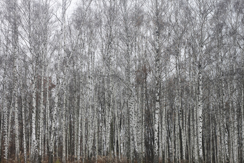 Fototapeta Naklejka Na Ścianę i Meble -  Beautiful birch trees with white birch bark in birch grove with birch leaves in autumn