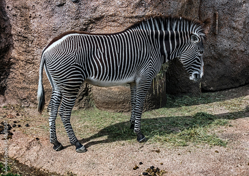 Grevy s zebra eating hay. atin name - Equus grevyi 