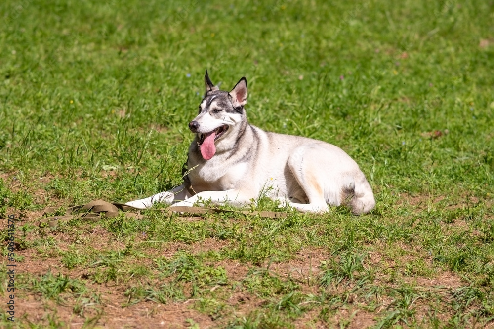 Gray husky lies on green grass Gray husky lies on green grass