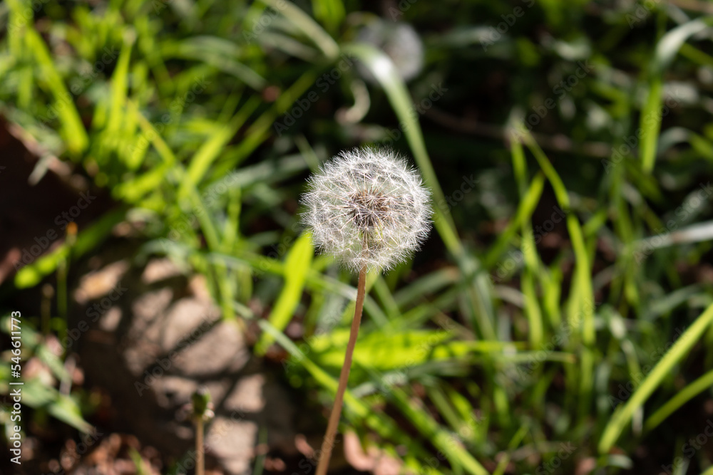 Dandelion