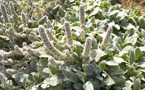White flowers of lamiaceae stachys byzantina silver carpet in the garden. Summer and spring time