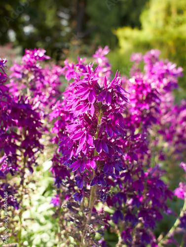 Purple flowers of campanulaceae lobelia speciosa hadspen purple in the garden. Summer and spring time  photo