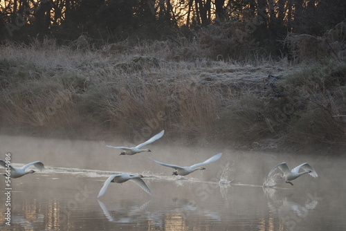 飛び立つハクチョウ
