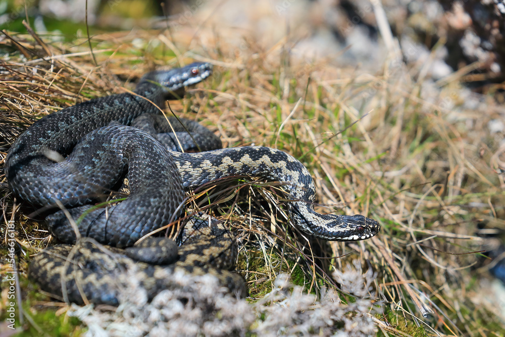 Viper Viper