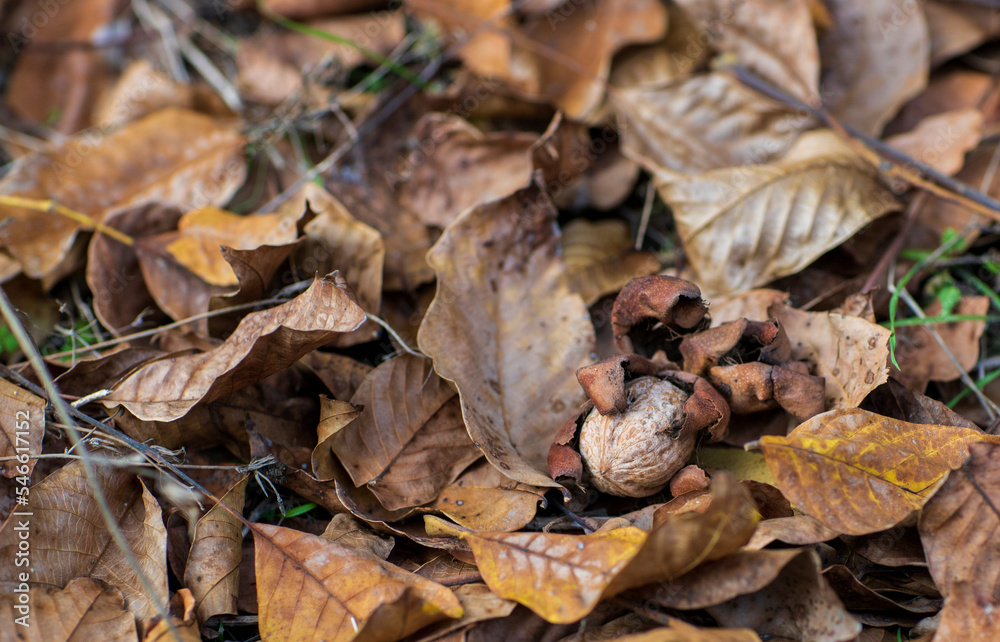 Walnuts on walnut tree autumn leaves background Walnuts on walnut tree autumn leaves background