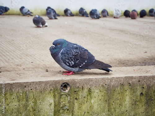 Pigeons sit on the bridge in the city of Kaliningrad.